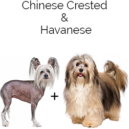 Crested Havanese Dog